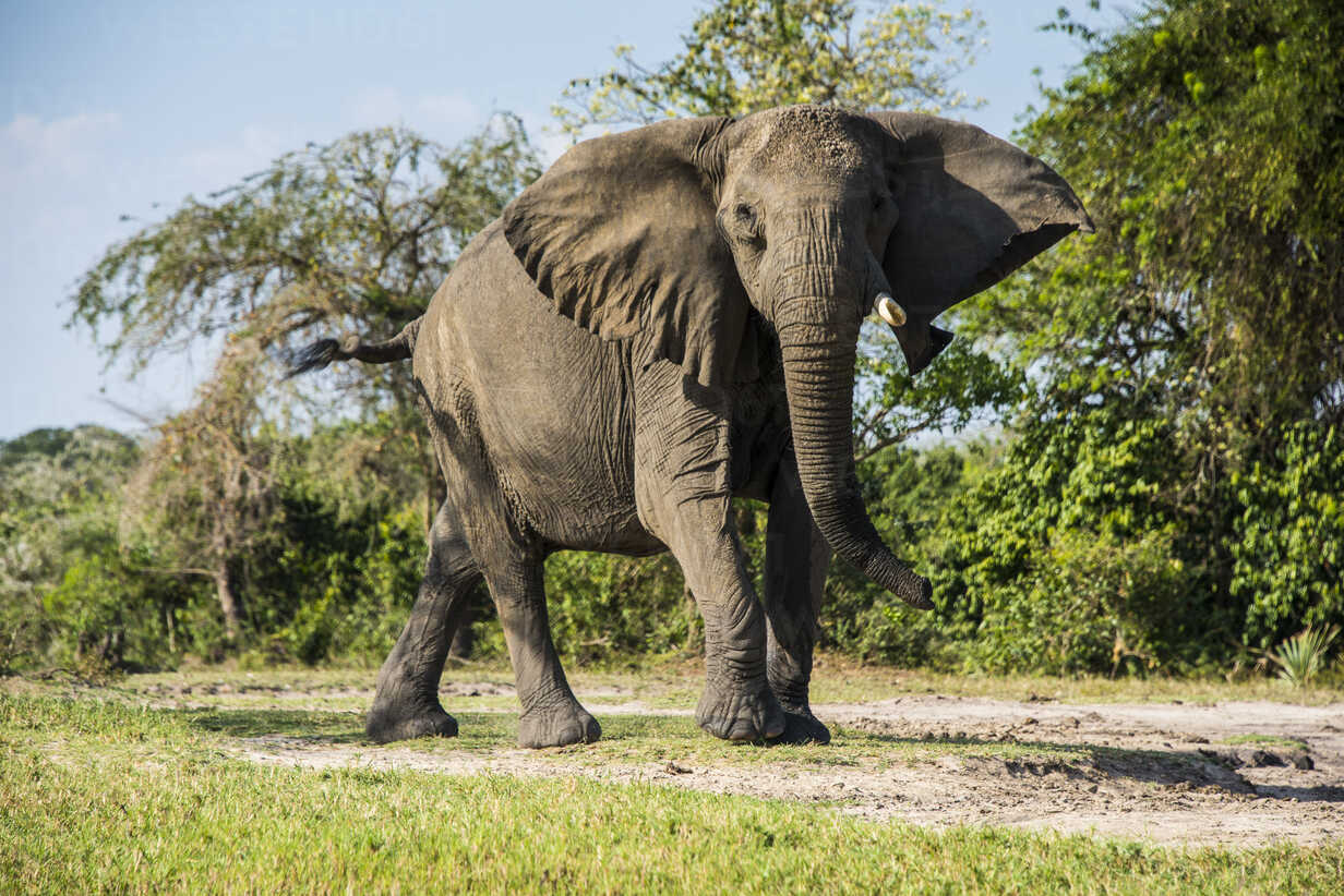 Saudi tourist killed by elephant in Uganda's Murchison Falls National Park