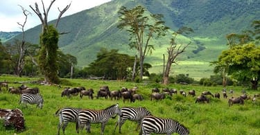 Tanzania tour operators urge government: Accept green passport holders