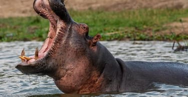 Two-year-old boy swallowed by hippo in Uganda survives ordeal